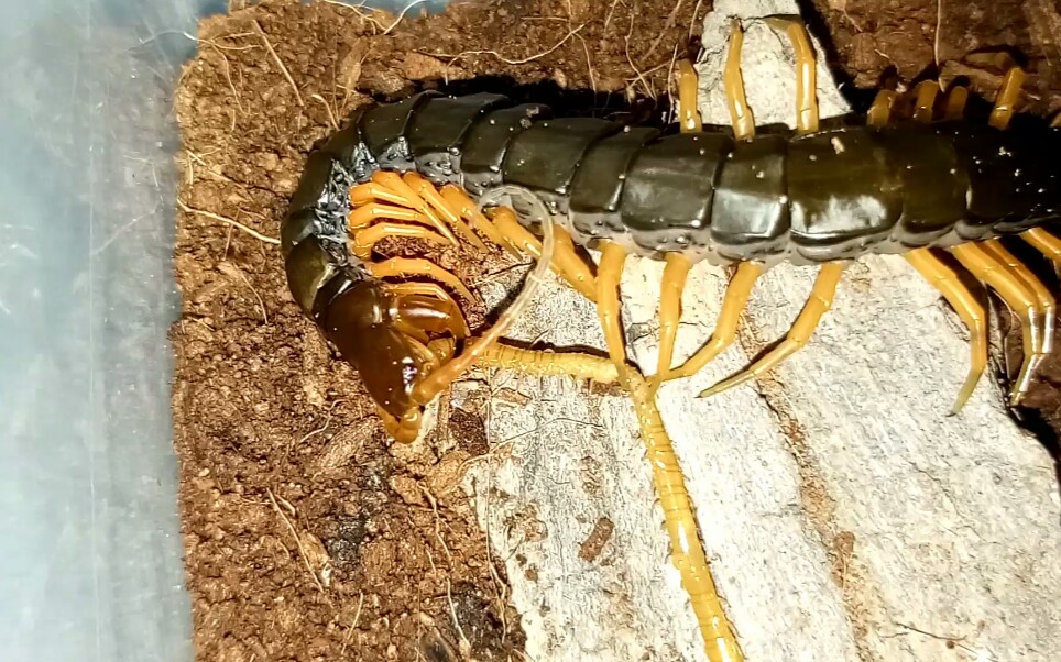 间脚 吔 地蜈蚣_哔哩哔哩 (゜-゜)つロ 干杯~-bilibili