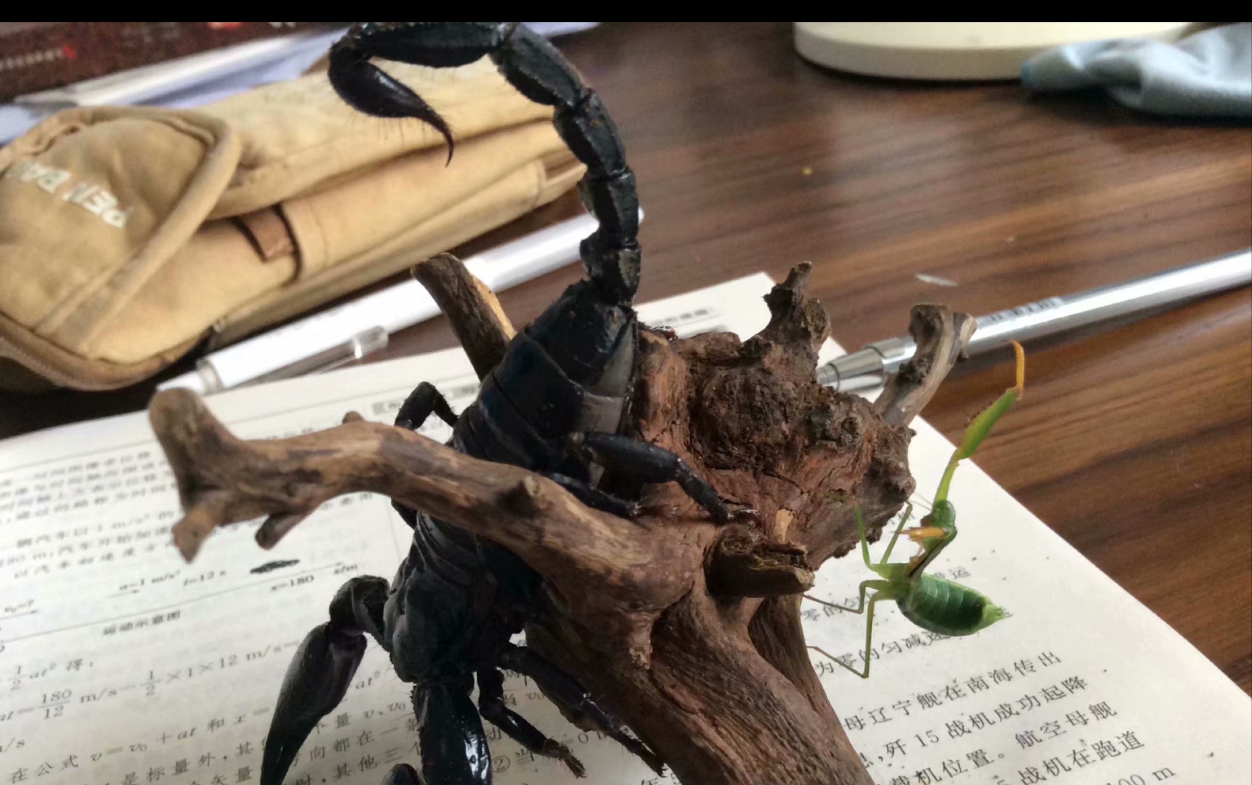 野采带回的小螳螂蜕皮失败后首次自己捕食 中华原螳