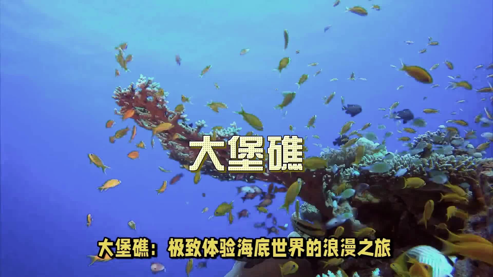 大堡礁:极致体验海底世界的浪漫之旅哔哩哔哩bilibili