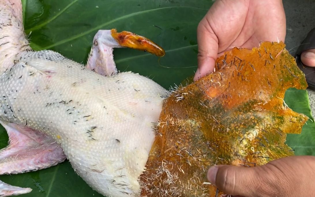 原来鸭子拔毛用这个方法,就像脱衣服一样快,很多人都不知道