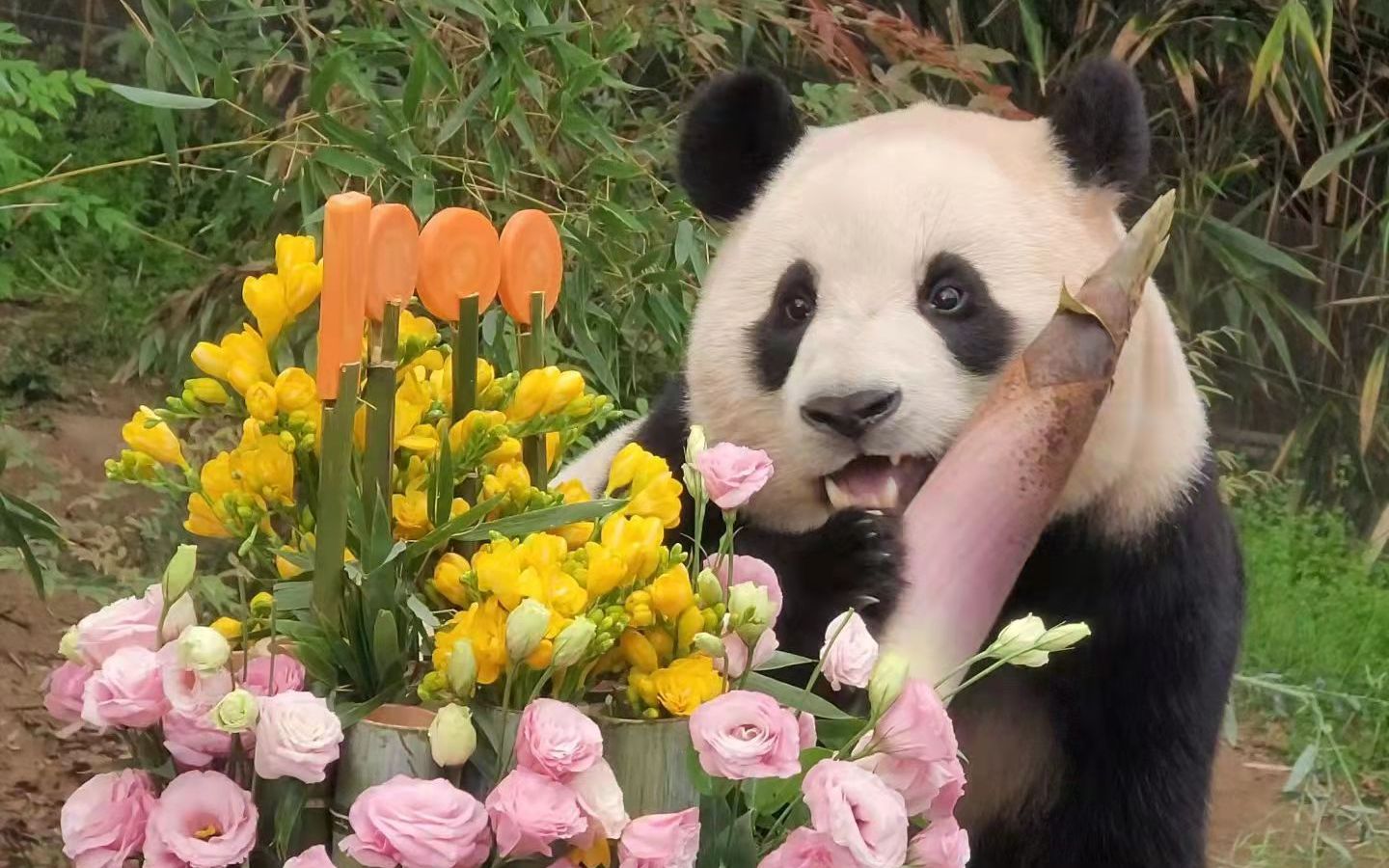 记录福宝的1000天