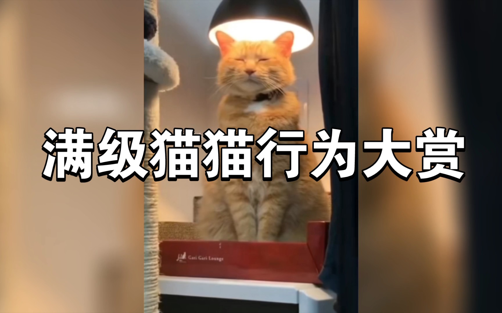 [图]《满级猫猫行为大赏》渡劫大能，强大如斯，中华功夫能猫