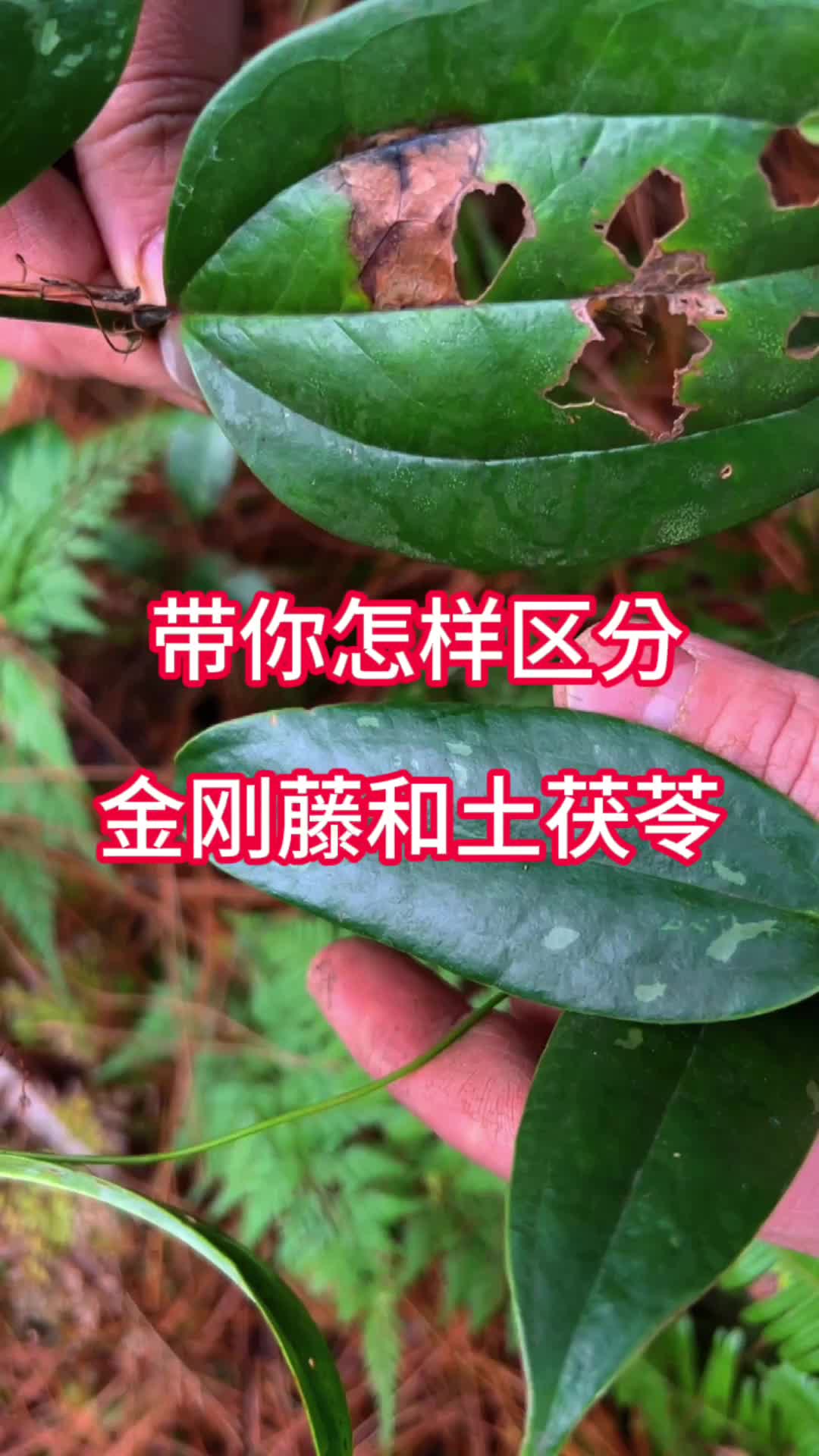 你能区分土茯苓和金刚藤吗?
