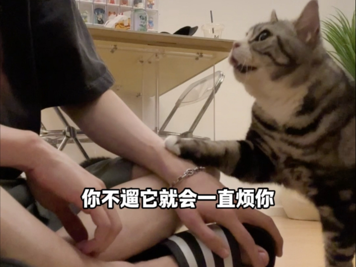 当你养了一只像狗的猫