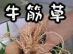 下载视频: 牛筋草儿路边长，坚韧不拔绿衣裳，风吹雨打任它狂，人踏车碾更昂扬。路边常见的牛筋草可是个好东西，你的家乡叫它什么名字呢？