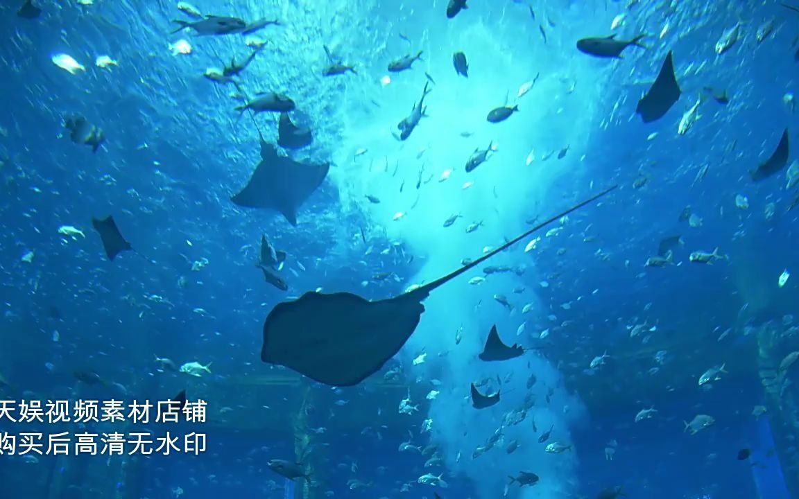 3019574 海洋生物鱼群 蓝色鱼群壮观海底美丽鱼小鱼漂亮保护海水视频素材哔哩哔哩bilibili