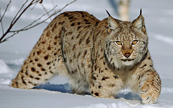 [图]狐狸遭到猞猁的追捕