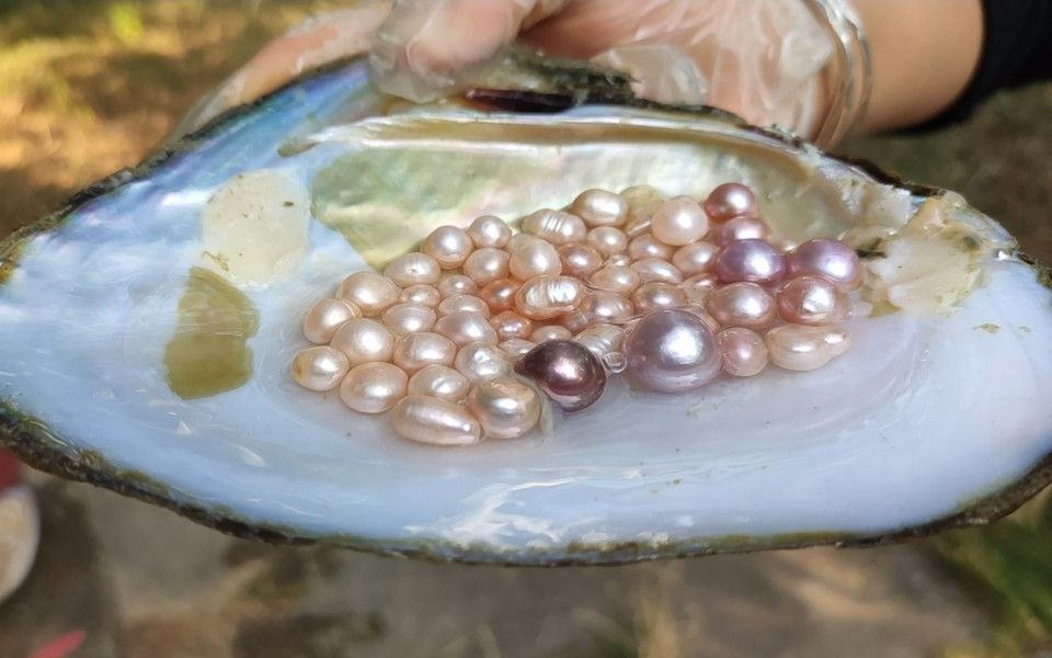 河蚌开,珍珠来!宝贝多多_哔哩哔哩 (゜-゜)つロ 干杯~-bilibili