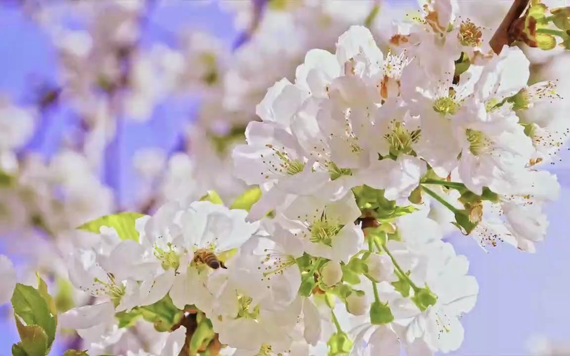 [图]最美丽的花朵系列8K