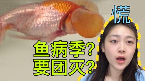 水泡眼金鱼 眼睛旁边挂两个大水泡的金鱼 你见过吗 哔哩哔哩 Bilibili 水泡眼金鱼 眼睛旁边挂两个大水泡的金鱼 你见过吗 哔哩哔哩 Bilibili