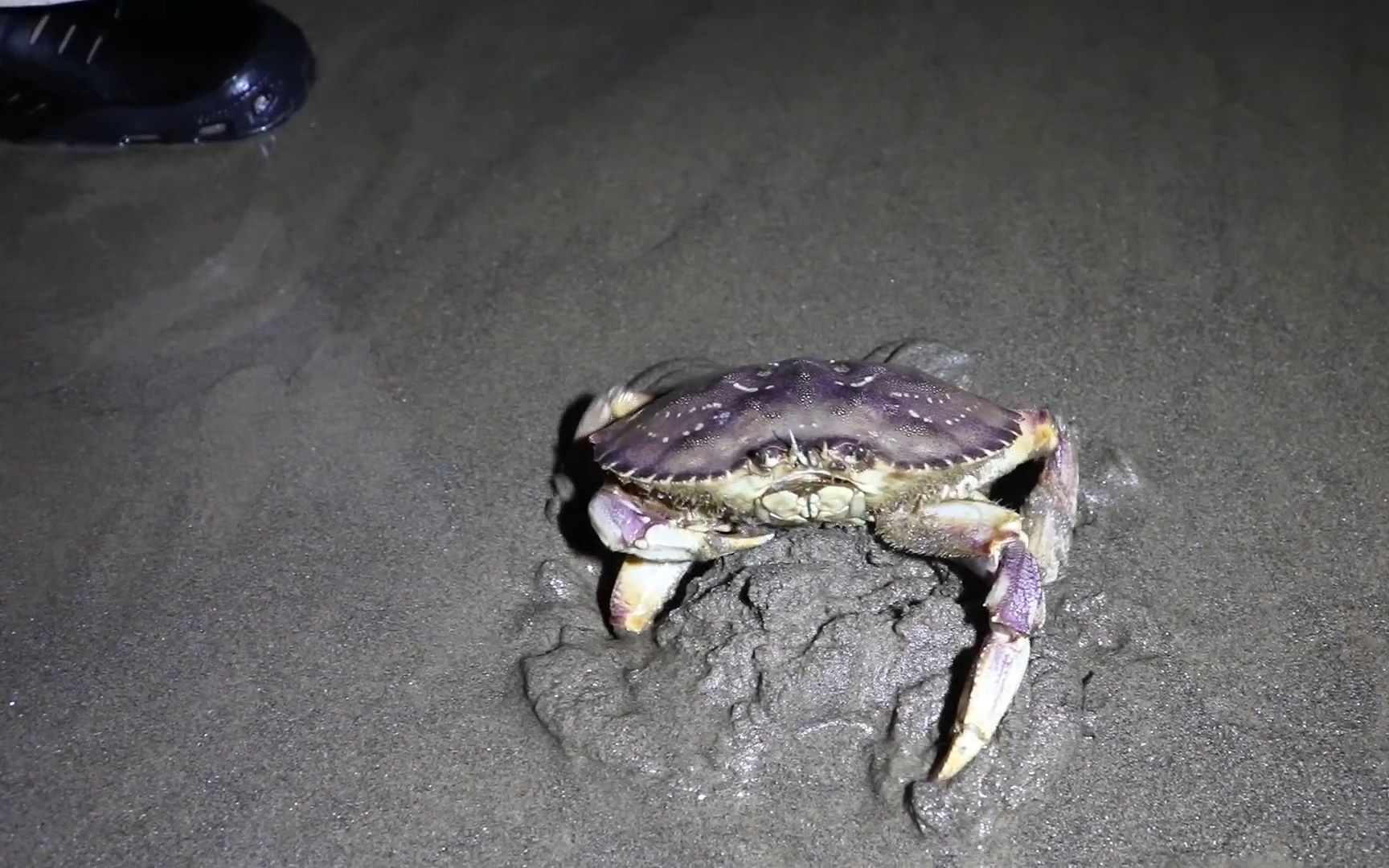 海洋晚上在沙滩上抓螃蟹