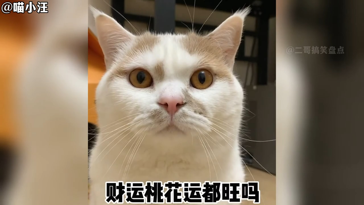 盘点那些会说话的猫咪,这些猫真是成精了,也太可爱吧!哔哩哔哩bilibili