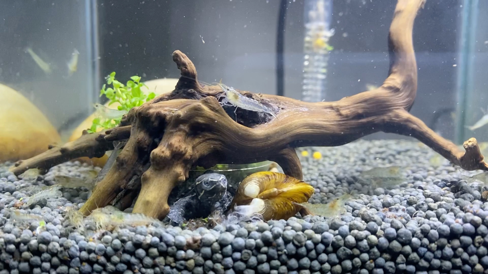 麝香开了个小小麝香缸第一次发视频自我观赏