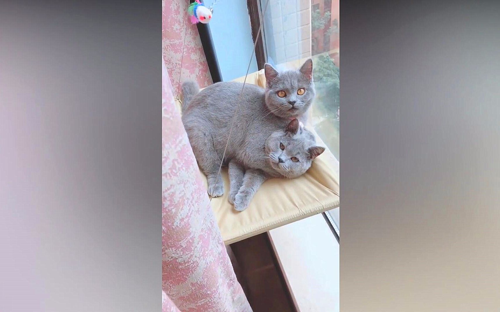 当时就把我看呆了一个身体两个猫头连体猫