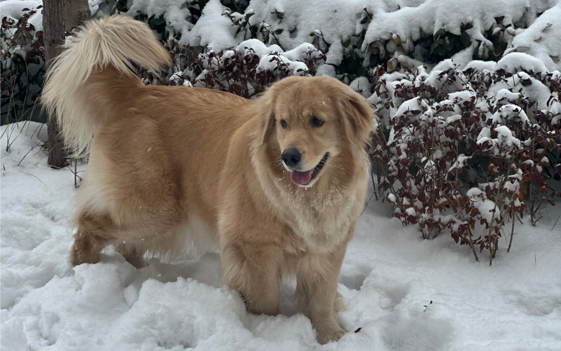 雪那端狗多少钱一只图片