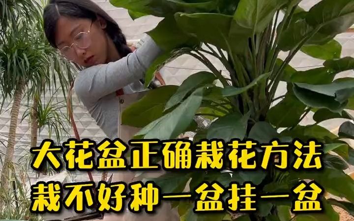 正确栽花方法,栽不好种一盆挂一盆哔哩哔哩bilibili