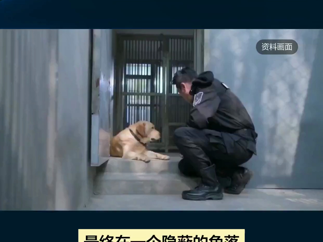 警犬协助破案