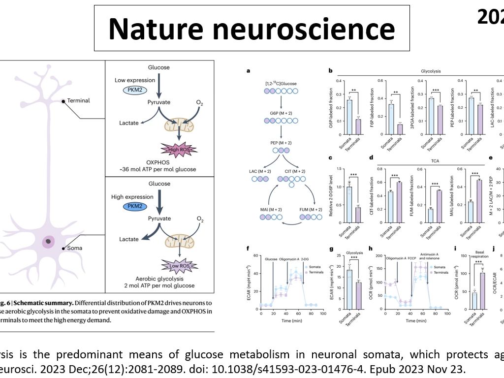 Nature Neurosci—神经元的葡萄糖代谢以糖酵解为主?还是以氧化磷酸化为主?哔哩哔哩bilibili