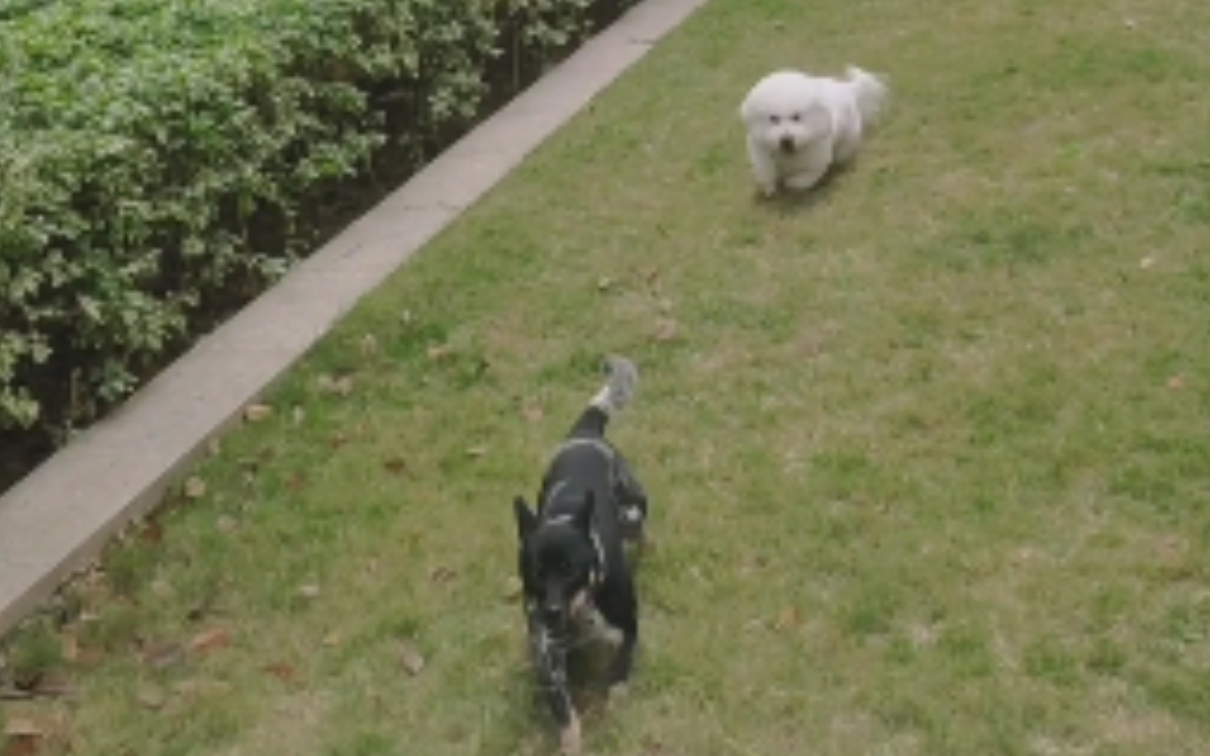 梦境迷踪,解析梦到上厕所时白狗与黑狗的穿梭奔跑 梦境迷踪,解析梦到上厕所时白狗与黑狗的穿梭奔跑