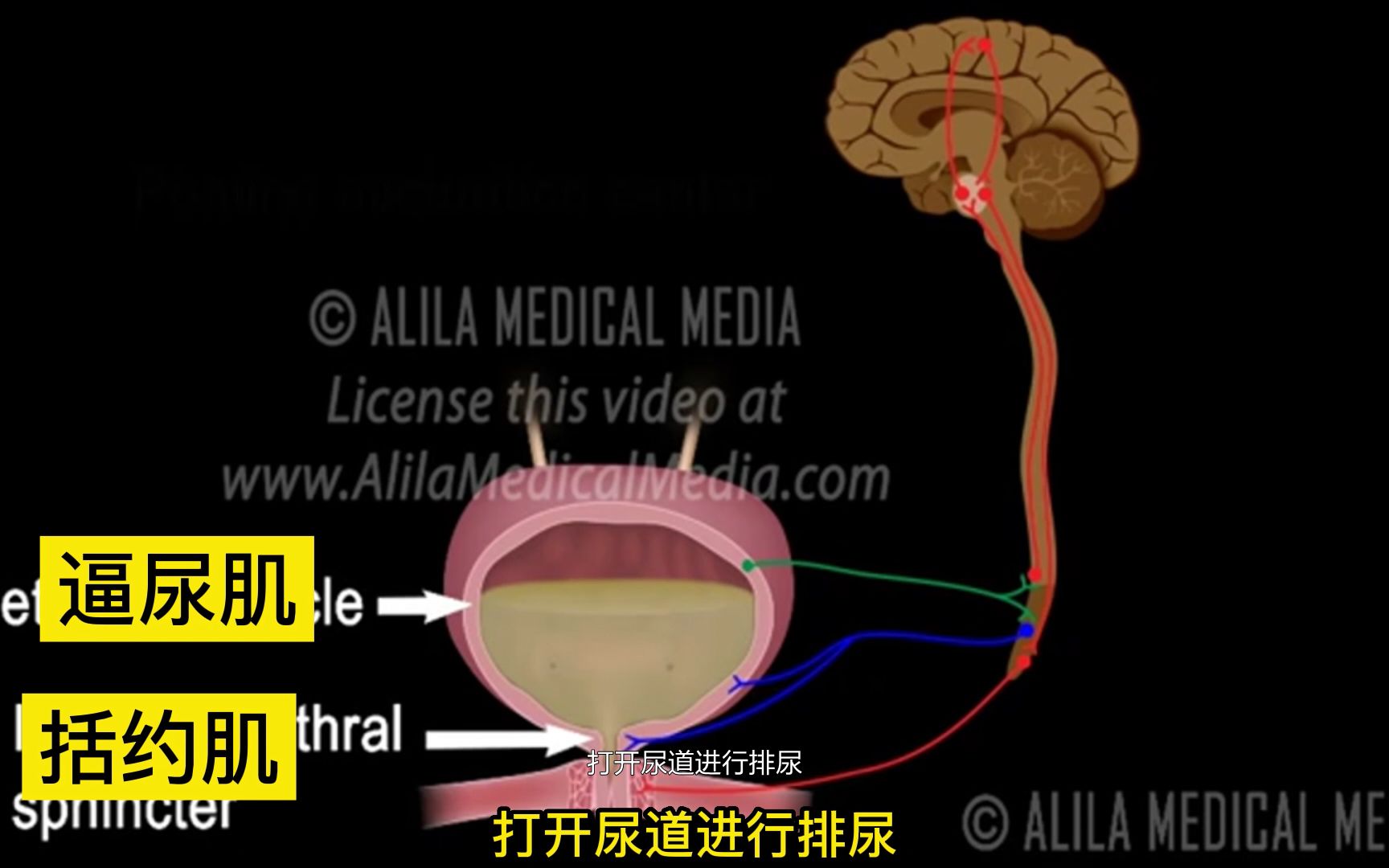 [图]排尿反射（中文配音+字幕）