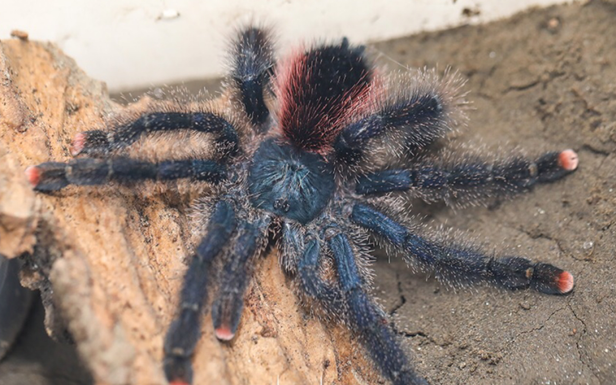 【开箱】秘鲁粉趾_哔哩哔哩_bilibili