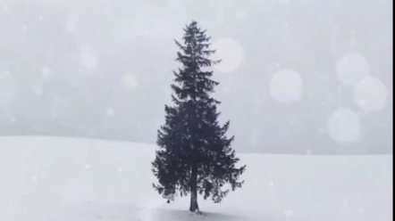 [图]小王哥演唱雪地里的星星