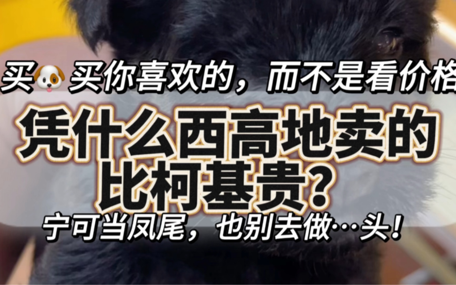 都是狗,凭什么西高地卖的比柯基贵?记住:买狗买你喜欢的,而不是买价格便宜的哔哩哔哩bilibili