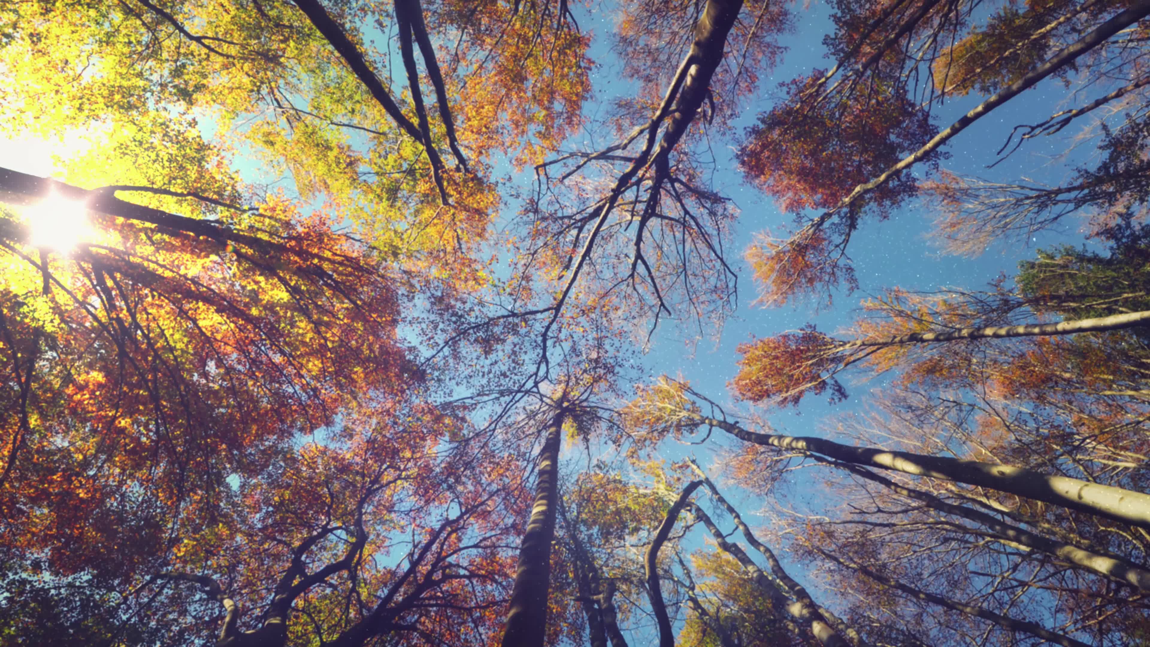 森林树木原始苍天大树的记录4k视频