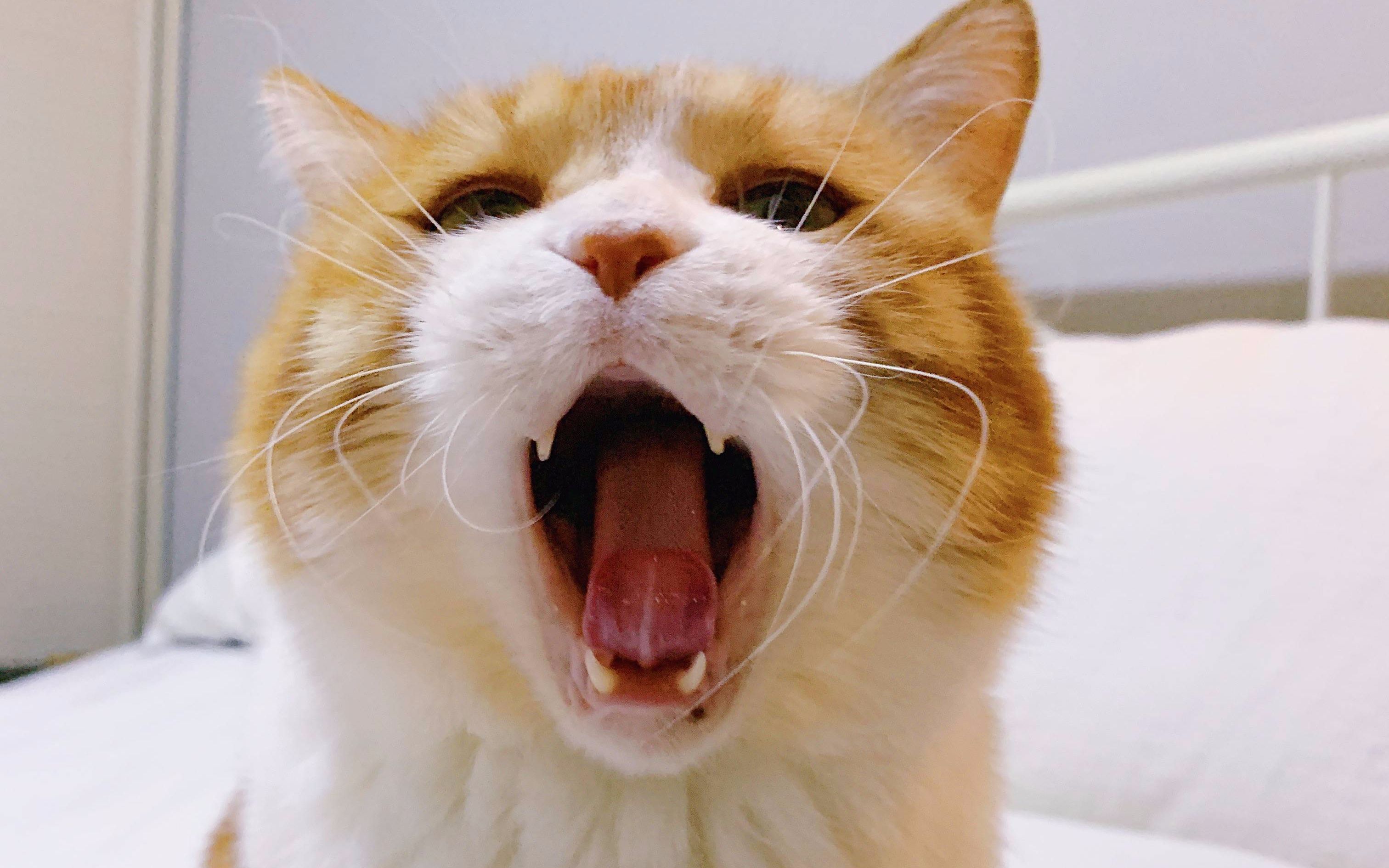 歪~ 你有一只打哈欠的小猫咪——黄猪猪 请接收