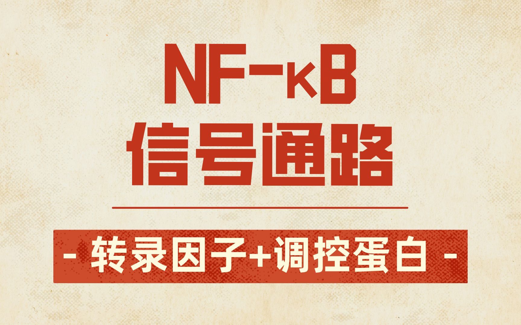 NF信号通路的关键分子—转录因子及其调控蛋白哔哩哔哩bilibili