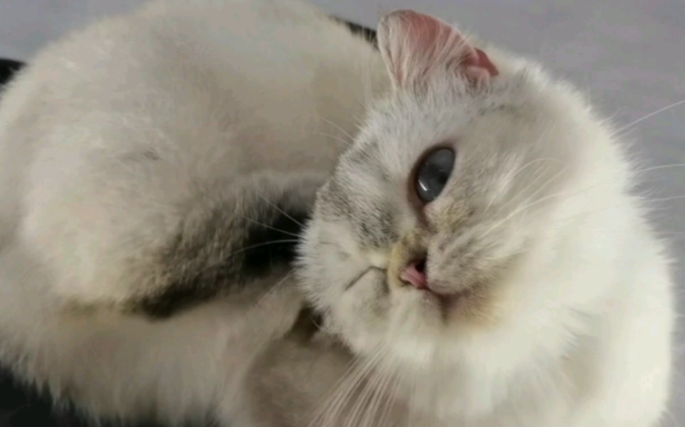 小猫挠头 30s纯享版