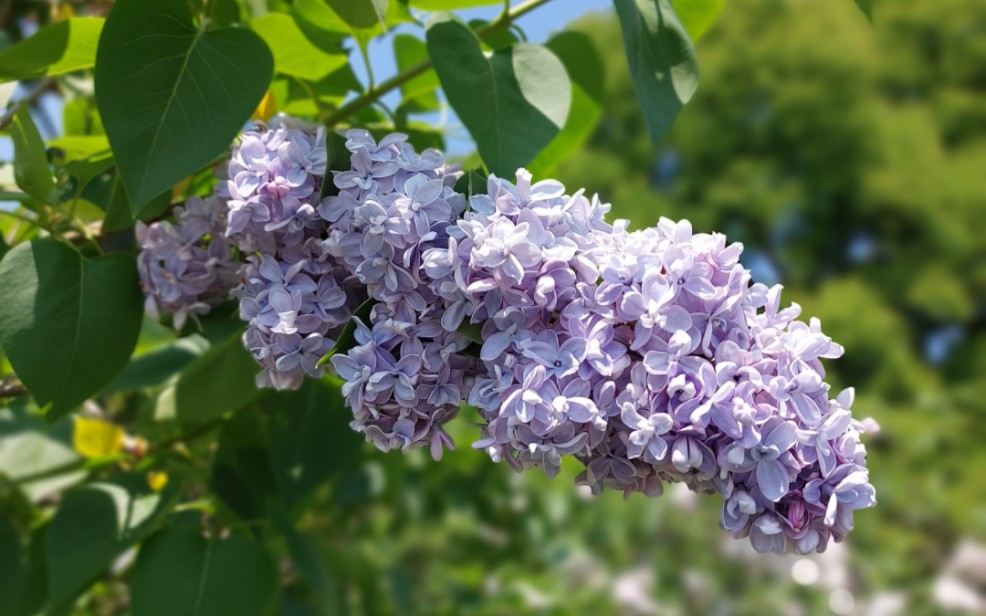 [图]【治愈向】一起来看丁香花！