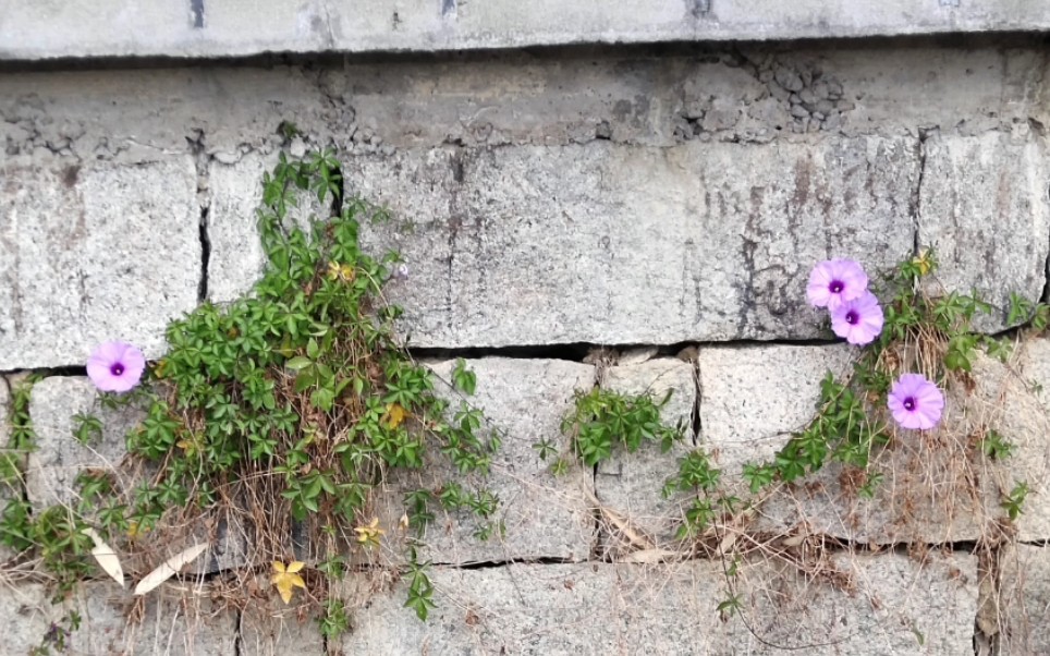 [图]那些不属于我的花