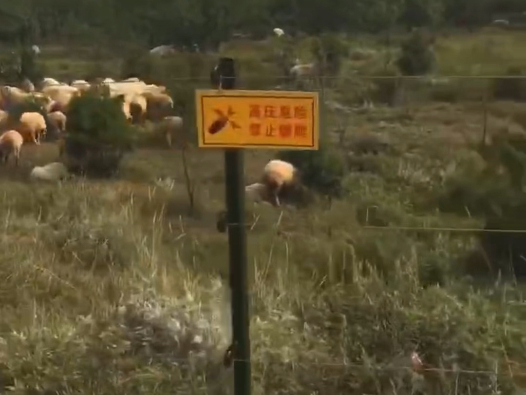 华俊信牧场电子围栏,畜牧养殖场电围栏,牛羊马电子围栏