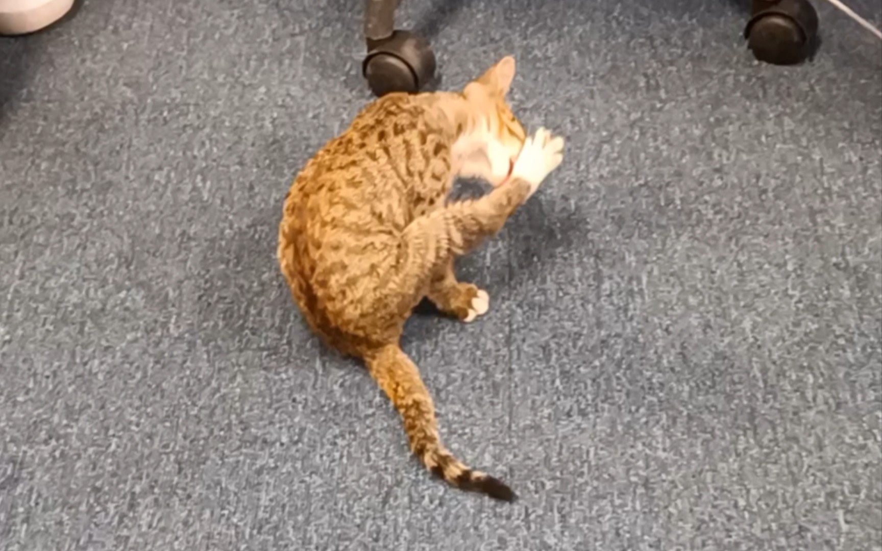 小猫咪一抬腿我就知道事情没那么简单!|我可以这样舔jiojio你行吗?