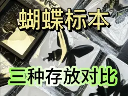 Descargar video: 蝴蝶标本三种单独存放方式对比