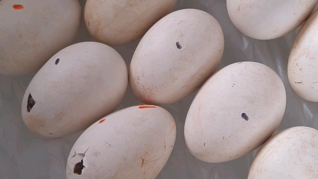 五龙鹅苗出壳中