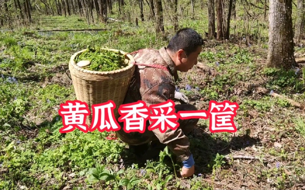 山野菜的季节,黄瓜香采一筐,涛哥都背不动哔哩哔哩bilibili