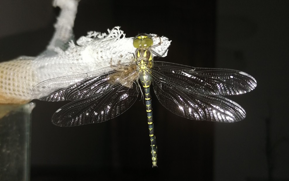 【山西黑额蜓雌性羽化】