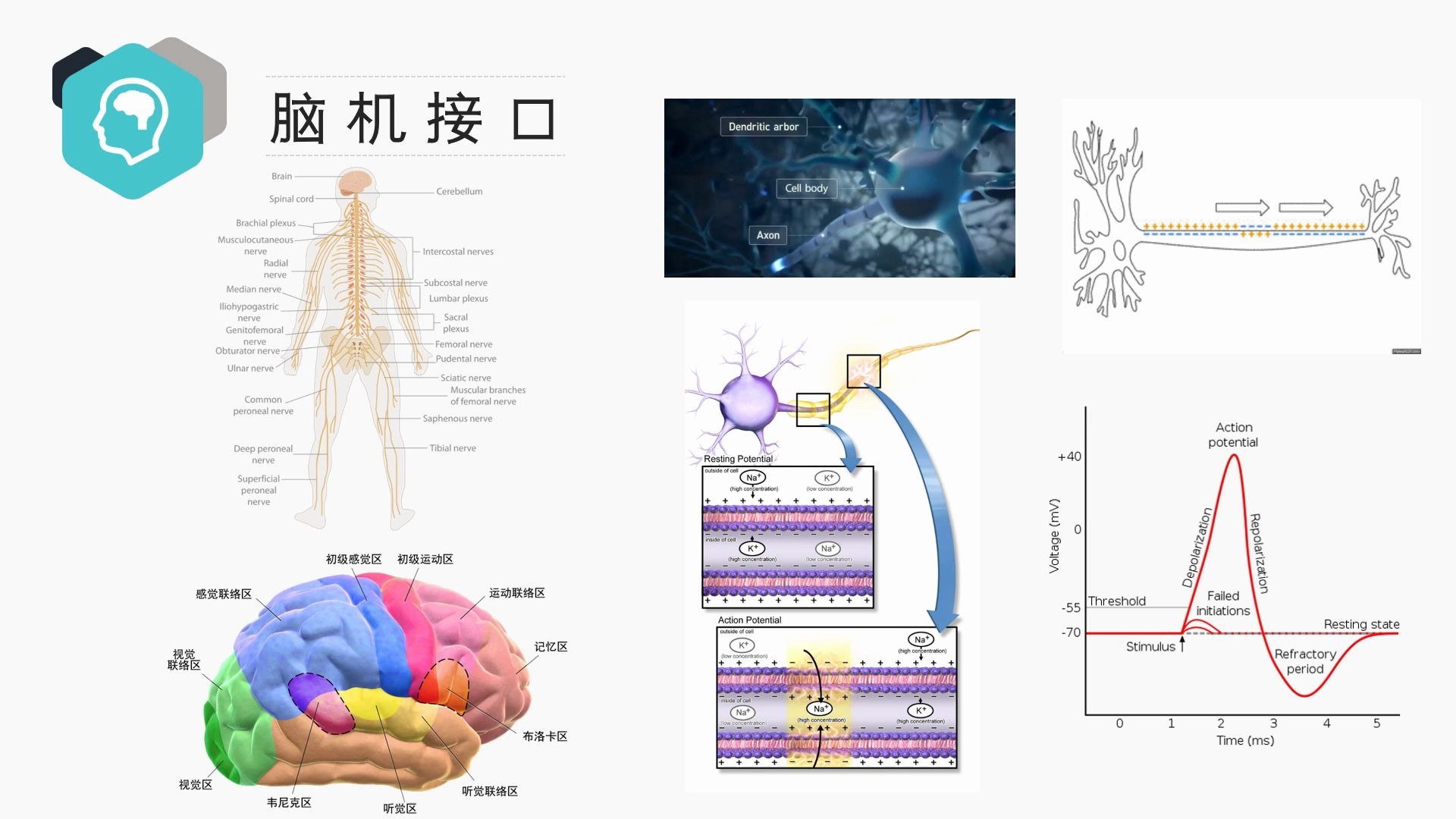 【学术讲座】2020田野脑神经信号的深度荧光成像哔哩哔哩bilibili