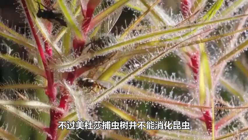 [图]九种奇特的扑虫植物