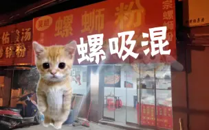 Télécharger la video: 老 表 猫