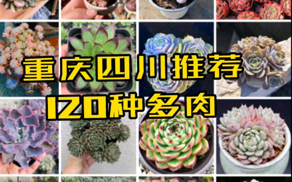 自己保留的120个品种多肉,真诚推荐给多肉花友们!#重庆四川推荐120种多肉哔哩哔哩bilibili