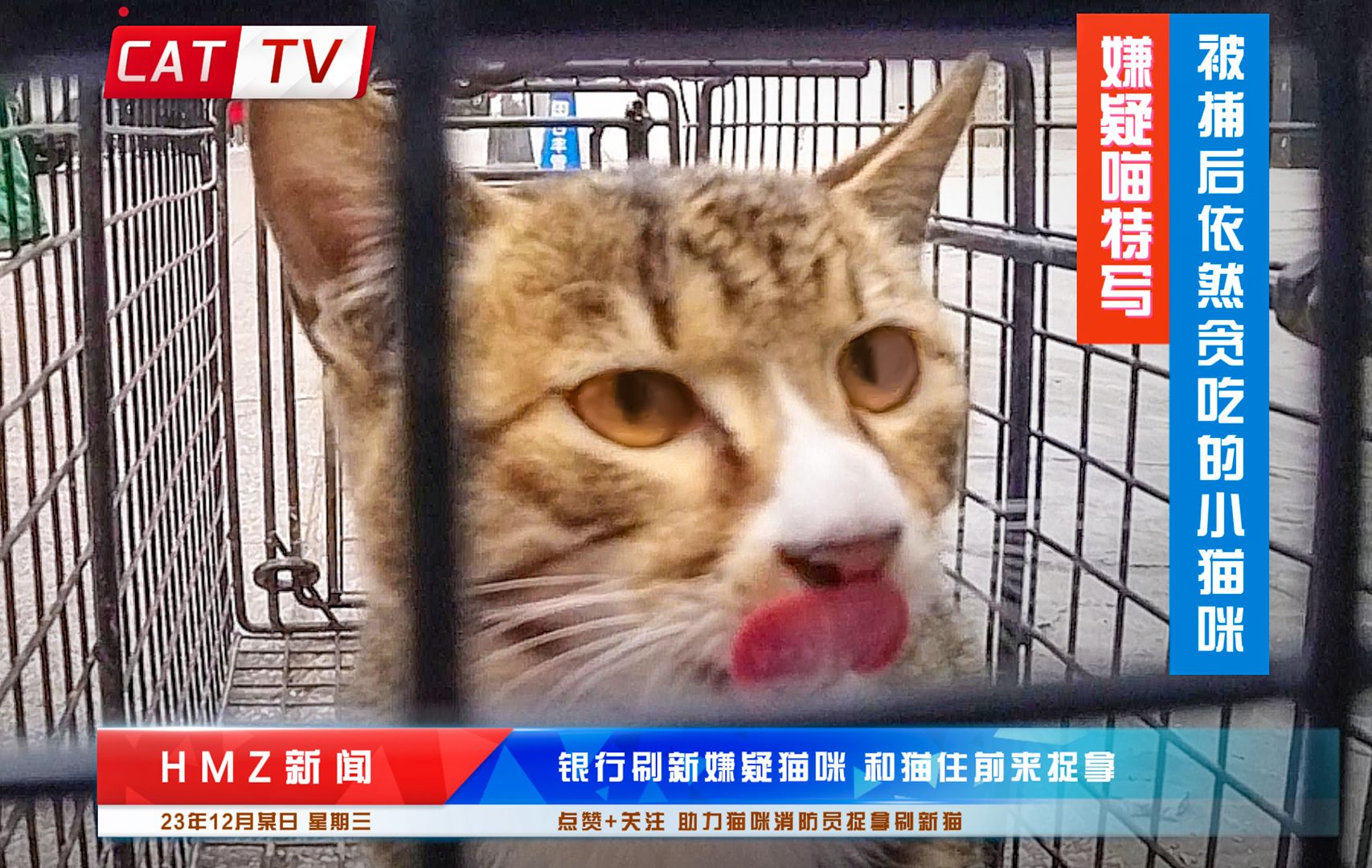 猫:如果不是因为太饿,我怎么会想到抢银行?哔哩哔哩bilibili