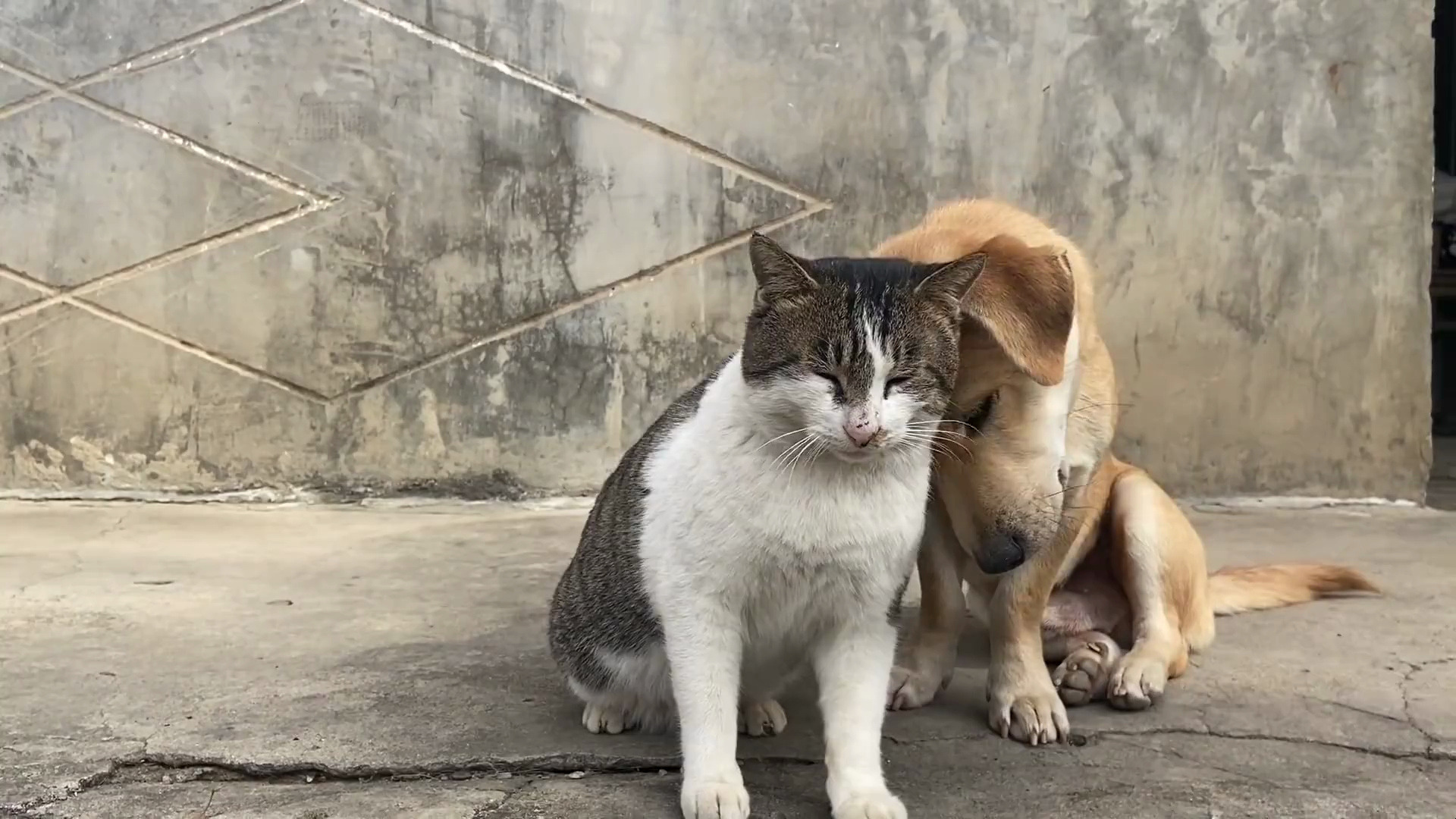 第一次看到这么腻歪的小猫小狗,小狗靠在小猫尾巴上一脸痴迷的表情!