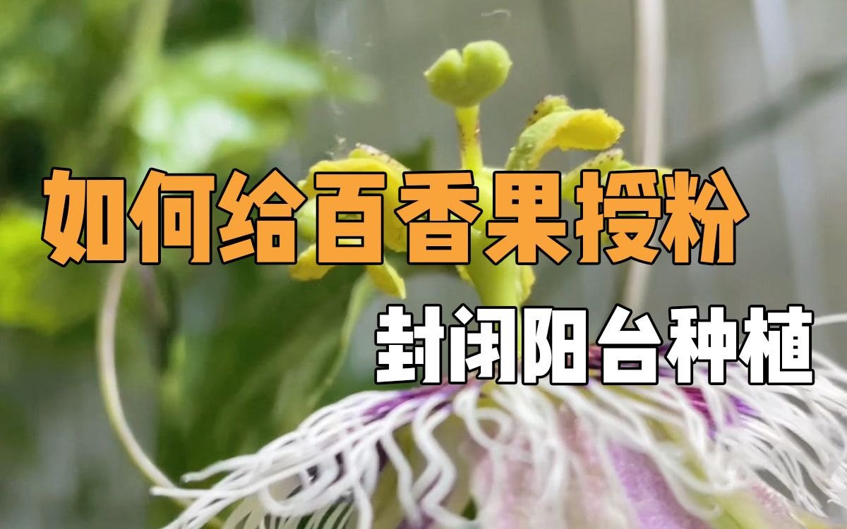 如何给百香果授粉|封闭阳台种植哔哩哔哩bilibili