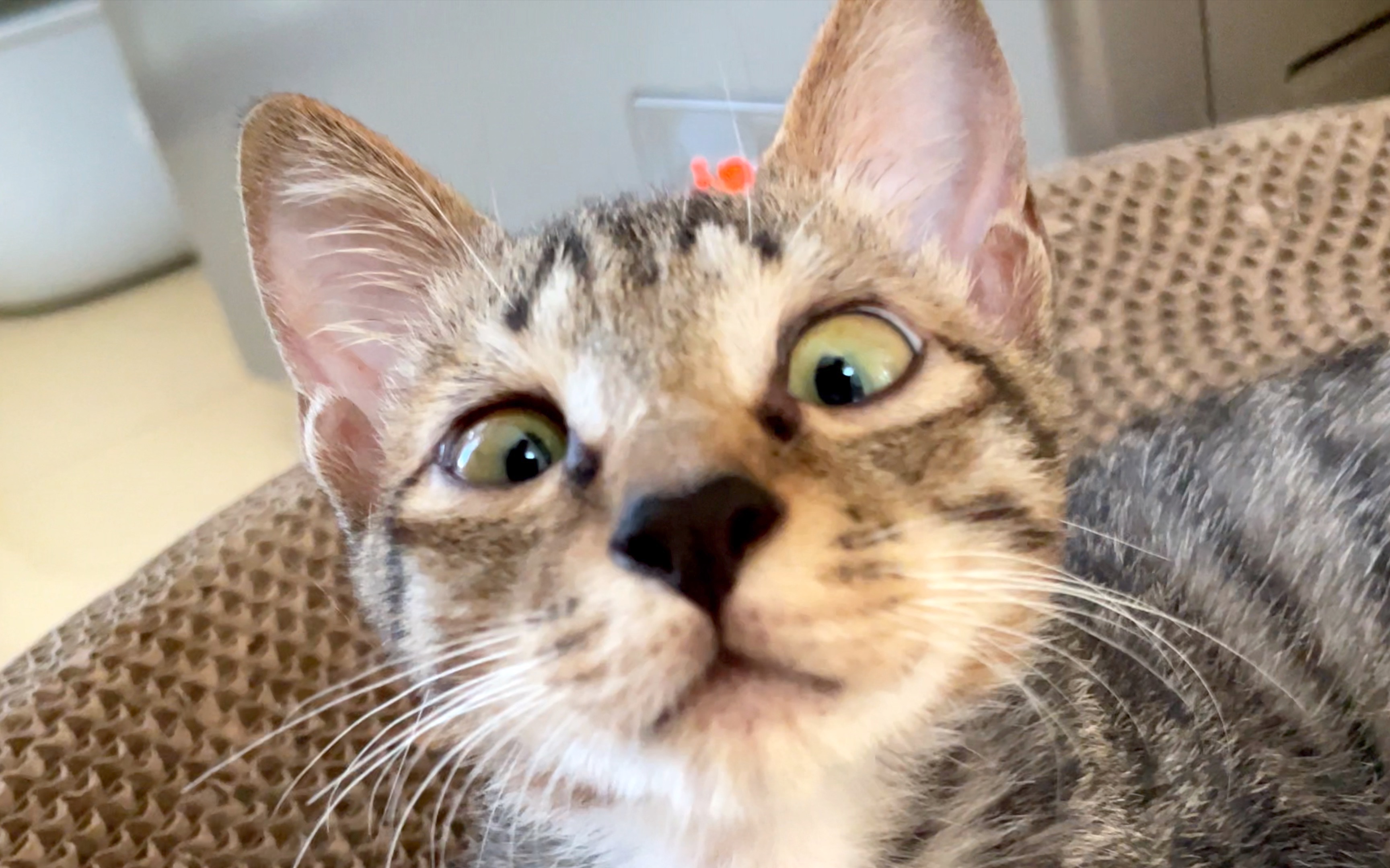 斗鸡眼流浪猫怕被嫌弃,卖力讨好人类的样子让人心疼