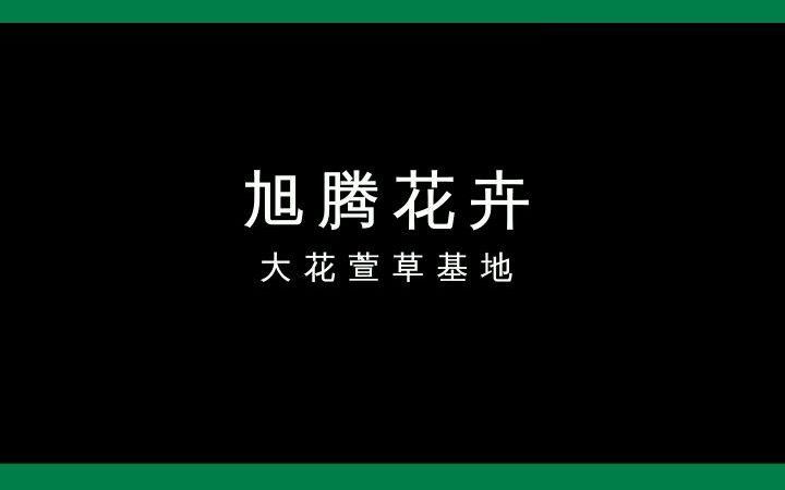 “大花萱草”限时优惠,浙江限时抢购! #大花萱草 #浙江大花萱草 #浙江大花萱草基地哔哩哔哩bilibili