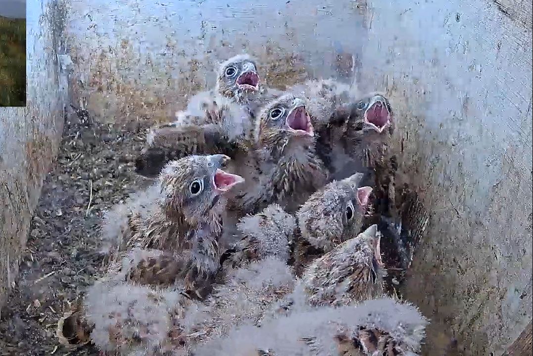 红隼幼鸟:妈妈,下次抓个大的过来哈