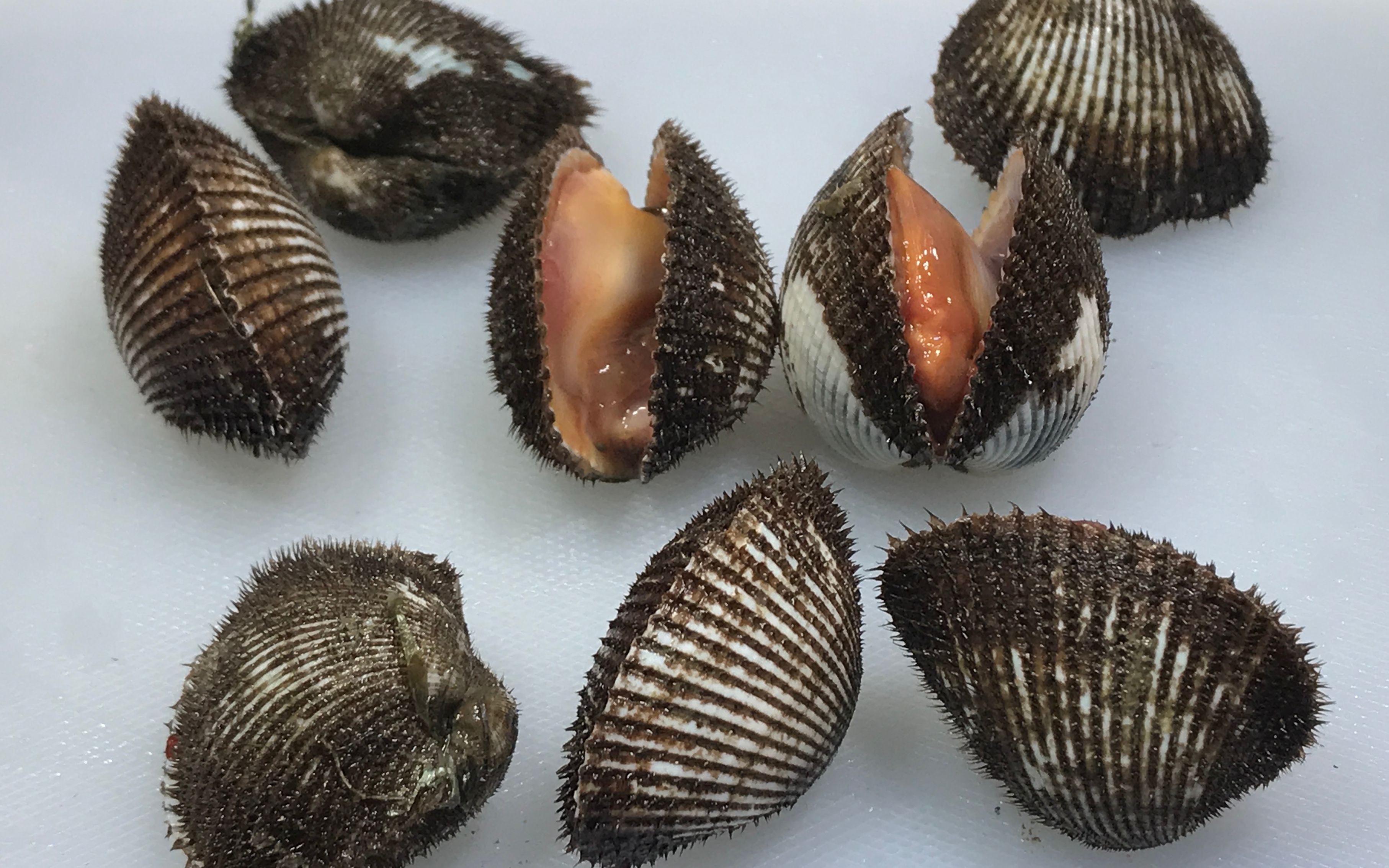 刺身控的我今天去买了几只血蛤做刺身 可惜去晚了没遇上大的